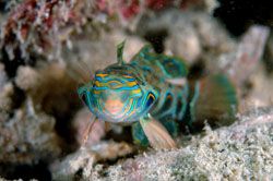 Another PICTURE DRAGONET taken in Kapalai May,2006. D70,1... by Frankie Tsen 